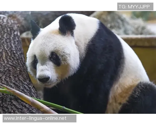 足球明星大熊猫的传奇旅程与绿茵场上的精彩瞬间 足球明星大熊猫的传奇旅程与绿茵场上的精彩瞬间